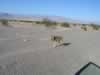 Coyote living at Stovepipe Wells